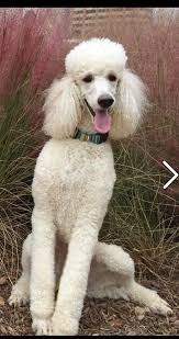 My beautiful boy went to sleep forever yesterday. I am heartbroken