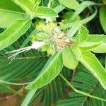 Image result for Ocimum filamentosum