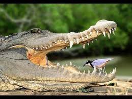 Bird Cleaning Crocodile Teeth Video Escaping The Mouth Of The Crocodile Youtube