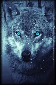 Pin By Tekin Colakoglu On Kurt Wolf Wallpaper Wild Animal Wallpaper Animal Wallpaper