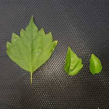 Image result for Premna mooiensis