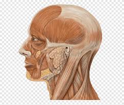 Head and neck anatomy diagram. Head And Neck Anatomy Human Head Face Muscles People Head Png Pngegg