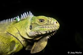 Image result for Grona ramosissima