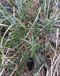 Image result for Cyclosorus interruptus