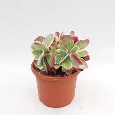 Image result for Kalanchoe thyrsiflora
