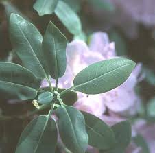 Image result for Oreophyton