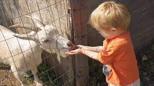 How To Start A Petting Zoo | Truic