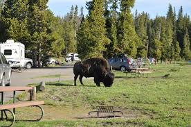 Bridge bay campground yellowstone map. Ospite Picture Of Bridge Bay Campground Yellowstone National Park Tripadvisor
