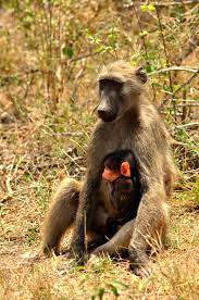Chacma Baboon Bobbejaan When They Are Born Baby Baboons Are Black With Pink Faces And Ears The Troop Members Are Always Fasci Baboon Pet Birds Primates
