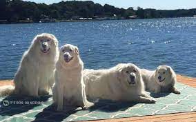 Maybe you would like to learn more about one of these? 13 Great Pyrenees Trying To Beat The Heat It S Dog Or Nothing