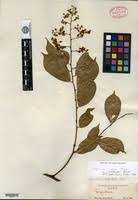 Image result for Securidaca welwitschii