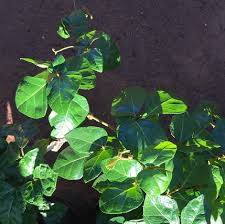 Image result for Rhoicissus rhomboidea