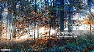 51 Guyot Environnement Stock Photos, High-Res Pictures, and Images