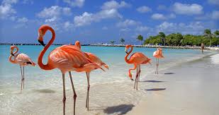 Se cercate su instagram delle foto dell'isola di aruba, potrete imbattervi facilmente in migliaia di immagini di persone che fanno amicizia con una specie animale particolarmente fotogenica e simpatica: Storia Dell Isola Di Aruba Madre Russia