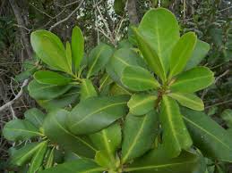 Image result for Myrsine