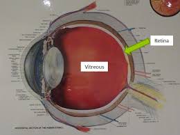 Maybe you would like to learn more about one of these? Possible Eye Emergency Flashes Of Light And Floaters In The Vision My Health Career