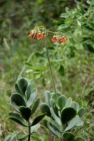 Image result for Cotyledon barbeyi