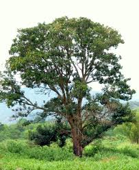 Image result for Erythrina fusca