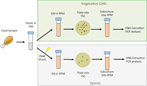 What is pcr (polymerase chain reaction) used for? Enrichment And Detection Of Clostridium Perfringens Toxinotypes In Retail Food Samples Protocol Translated To Arabic