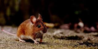 I love mint toothpaste, and it also works as a great mouse repellent. 5 Tips To Keep Mice Away Titan