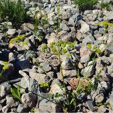 Image result for Lefebvrea grantii