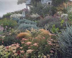 Nassella Achillea Artemesia Society Garlic Artichokes Tantacetum Niveum Verbascum Stipa Gigantea Lavender Severa Plants Beautiful Gardens Dream Garden