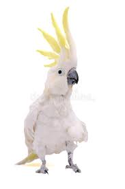 Birds With Yellow Feathers On Head Parrot White Parrot With Yellow Feathers On A Head Ad White Parrot Yellow Head Feathers Ad Stock Photos Parrot Photo