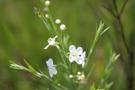 Image result for Gomphostigma