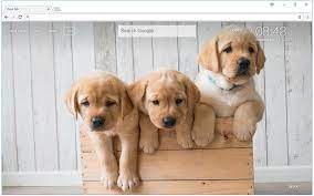 Golden Retriever Hd Wallpaper New Tab Themes Golden Retriever Labrador Retriever Puppies Your Dog