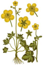 Image result for Ranunculus acris