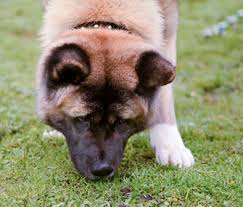 We did not find results for: Will My Dog Get Sick If He Eats Bugs