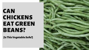 Can Chickens Eat Green Beans Is This Vegetable Safe