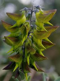 Image result for Crotalaria quarrei
