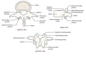A typical vertebra consists of a vertebral arch posteriorly and a body anteriorly. Easy Notes On Lumbar Vertebrae Learn In Just 4 Minutes Earth S Lab