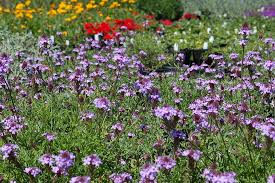 Image result for Nemesia lilacina