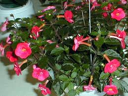 Image result for Pimpinella alismatifolia