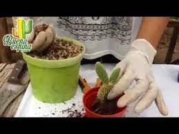 La multiplicación de cactus y otras suculentas mediante semillas es algo apasionante. Pin En Cactusss