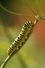 Julia butterfly eggs (dryas iulia) $1.75. Gardening For Butterflies Chicago Botanic Garden