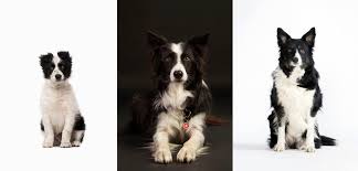 Aid animal hospital is proud to announce that we now offer laser therapy to pet owners in the kansas city metropolitan area. Old Dogs New Research And The Secrets Of Aging The New York Times