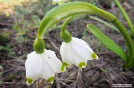 Подснежник борткевича (galanthus bortkewitschianus) — нежнейший весенний цветок, относящийся к семейству амариллисовых. Samye Krasivye Podsnezhniki V Mire Vidy Foto