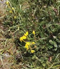 Image result for Antherotoma angustifolia