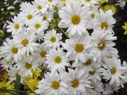 Maybe you would like to learn more about one of these? Gambar Bunga Aster Harian Nusantara