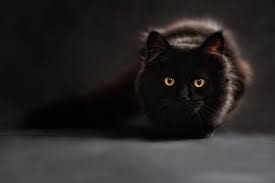Mimpi ular besar dan kucing. Arti Mimpi Melihat Kucing Atau Dicakar Hingga Memelihara
