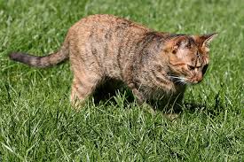 We did not find results for: Katzen Und Vogel Ein Schwieriges Verhaltnis Nabu