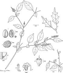 Image result for Thomandersia hensii