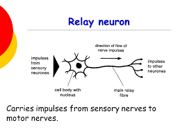 A relay neuron (also known as an interneuron) passes signals between neurons. Nervous System Joaquinveniniz