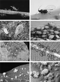 We did not find results for: Aphids Springerlink
