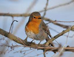 Les Petits Gestes Pour Les Oiseaux En Hiver