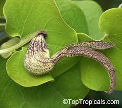 Image result for Aristolochia hockii