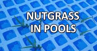A pool's a pool, right? Nutgrass Problems In Vinyl Pools Intheswim Pool Blog